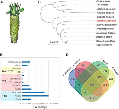 The reference genome and organelle genomes of wasabi (Eutrema japoniacum)